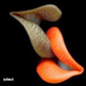 Meet your Posher, Pamela